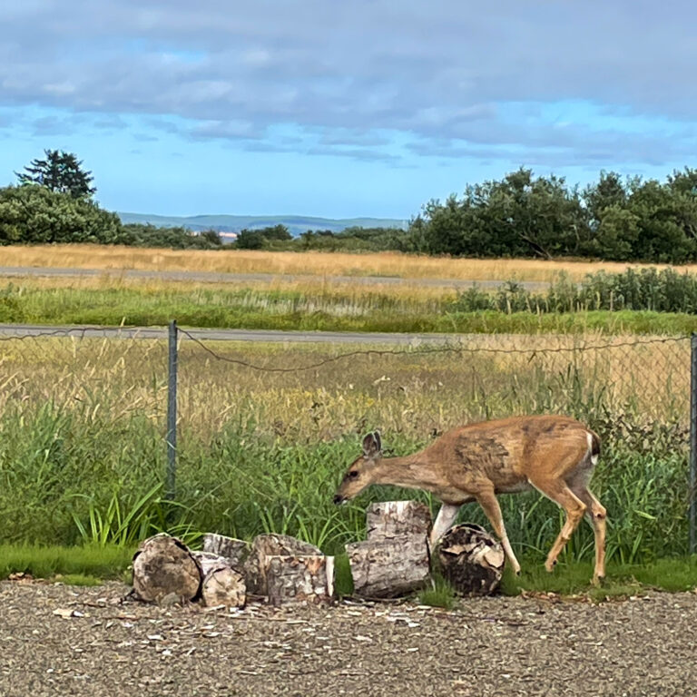 Deer at Duck Lake in Ocean Shores WA
