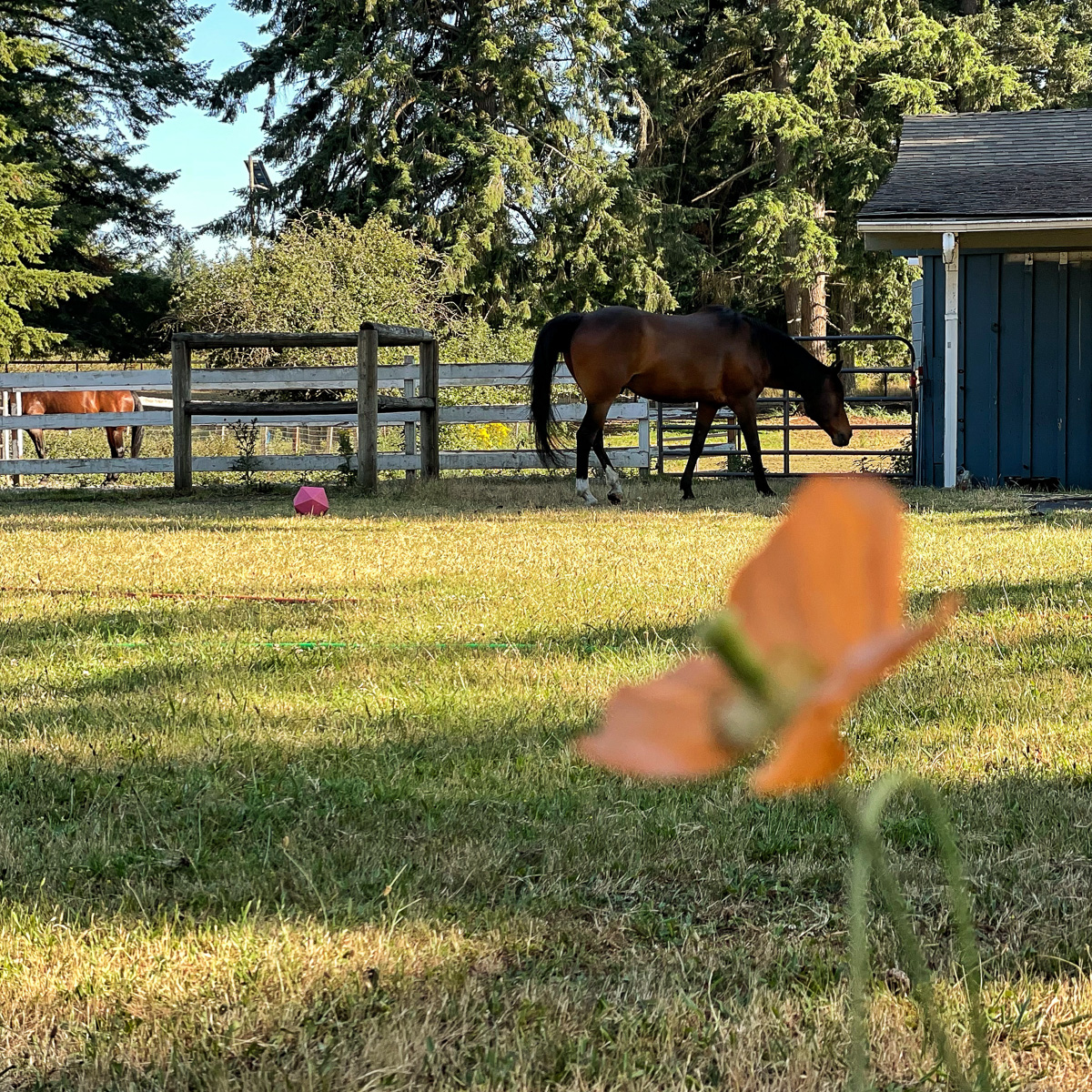 The Happy Horse Farm
