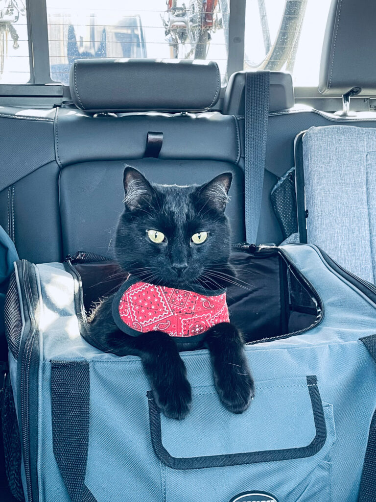 Rus saying hello from the back seat