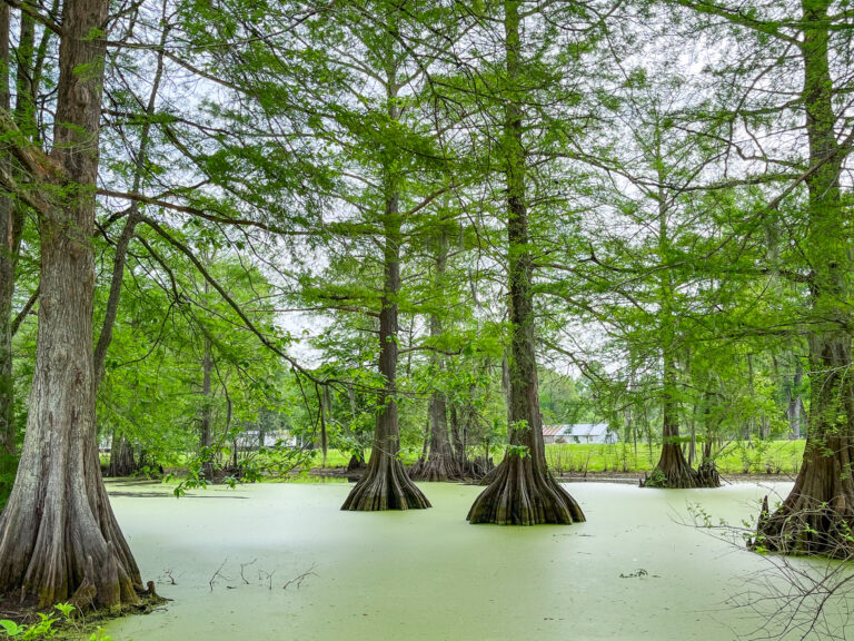 cypress trees in the pond at Bayou Wilderness RV Campground in Carencro LA