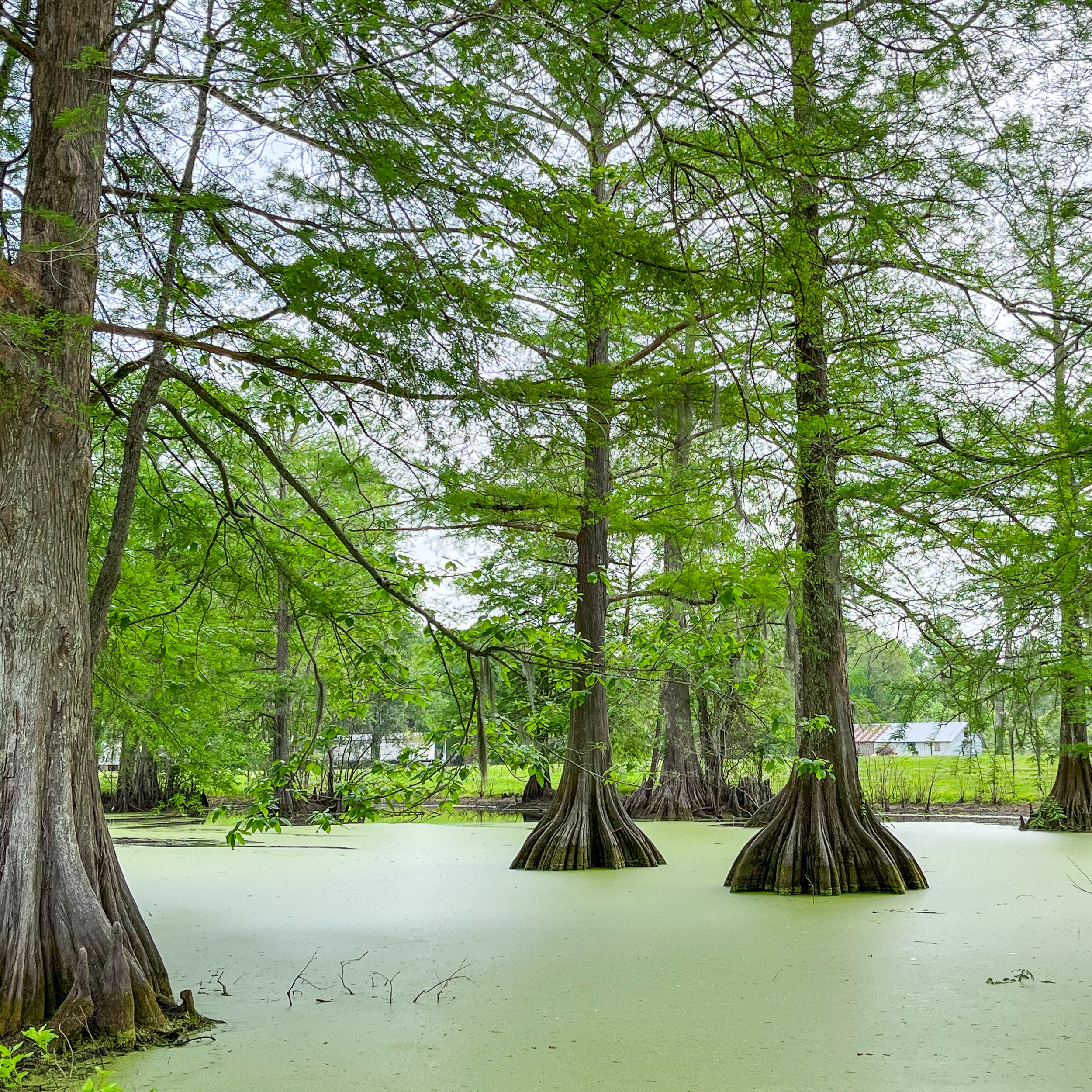 Bayou Wilderness RV Campground