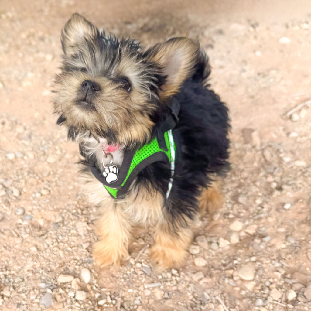 Grace, our camp neighbors' pup