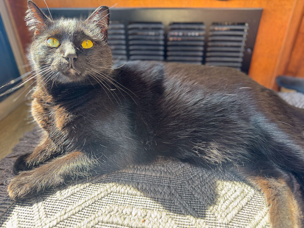Rus Soaking Up the Sun Puddles